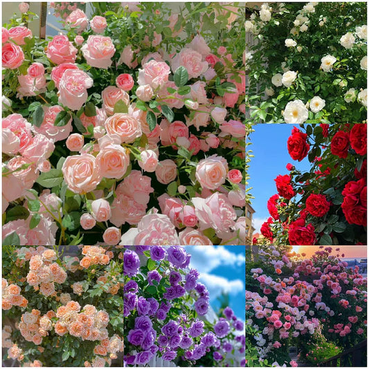🌹 Elegant Climbing Rose Flower Seeds- Rare Seeds (Plant Growth Supplement Free)